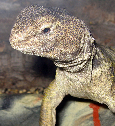 Young uromastyx lizard: baaaaabyanimals — LiveJournal